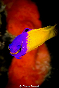 "All Business" 
This small reef fish sure does have a pe... by Chase Darnell 